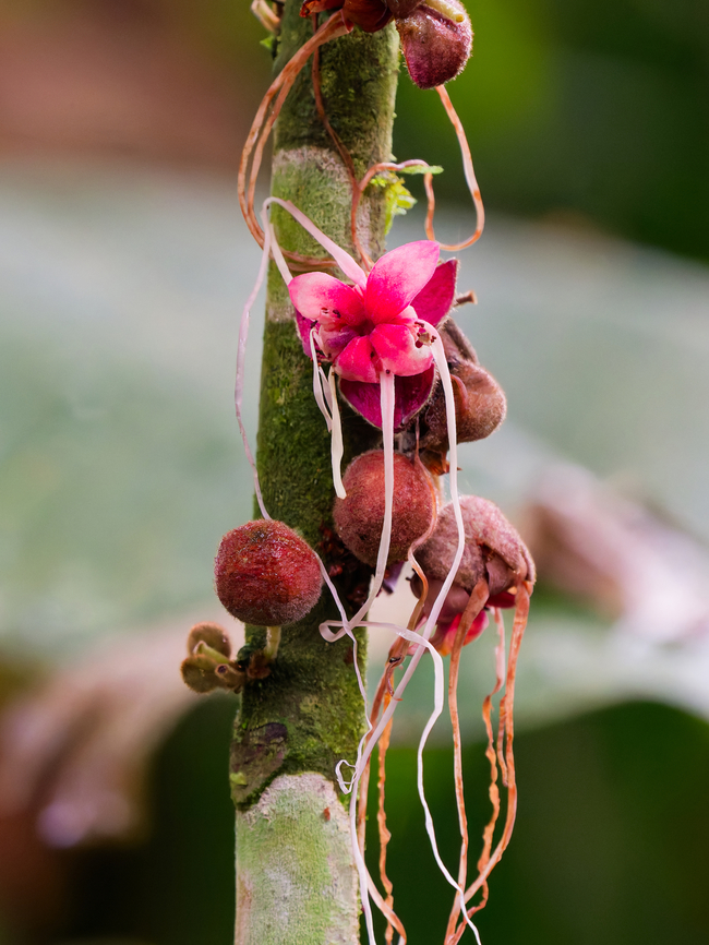 Herrania purpurea cp <a href="https://crtrees.org/species-accounts/herrania-purpurea/" rel="nofollow">https://crtrees.org/species-accounts/herrania-purpurea/</a><br />
cp <a href="https://species.wikimedia.org/wiki/Herrania_purpurea" rel="nofollow">https://species.wikimedia.org/wiki/Herrania_purpurea</a> Ecuador,Geotagged,Herrania purpurea,Spring