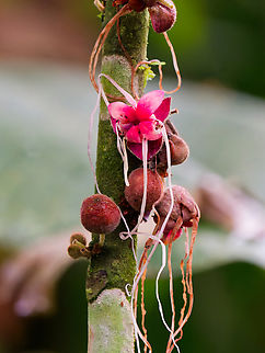 Herrania purpurea cp https://crtrees.org/species-accounts/herrania-purpurea/
cp https://species.wikimedia.org/wiki/Herrania_purpurea Ecuador,Geotagged,Herrania purpurea,Spring