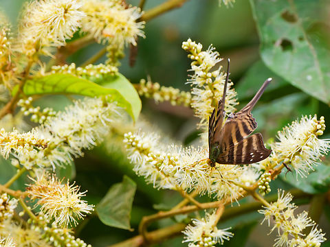 Marpesia chiron in Ecuador  Ecuador,Geotagged,Many-banded Daggerwing,Marpesia chiron,Spring