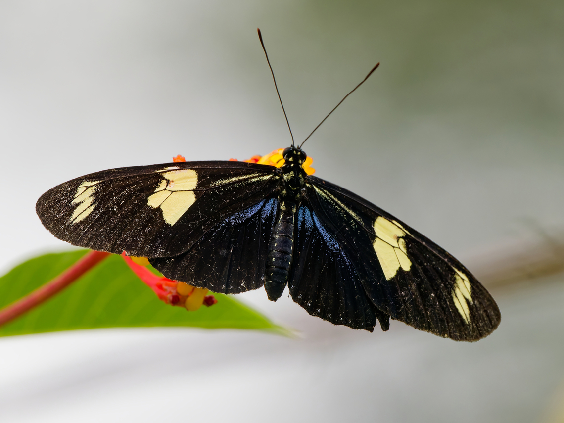 Heliconius doris in Ecuador  Doris Longwing,Ecuador,Geotagged,Laparus doris,Spring