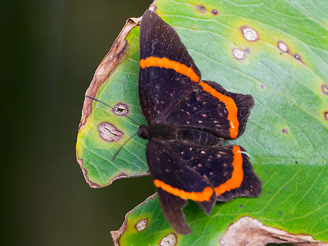 Riodina lysippus in Ecuador  Ecuador,Geotagged,Lysippus metalmark,Riodina lysippus,Spring