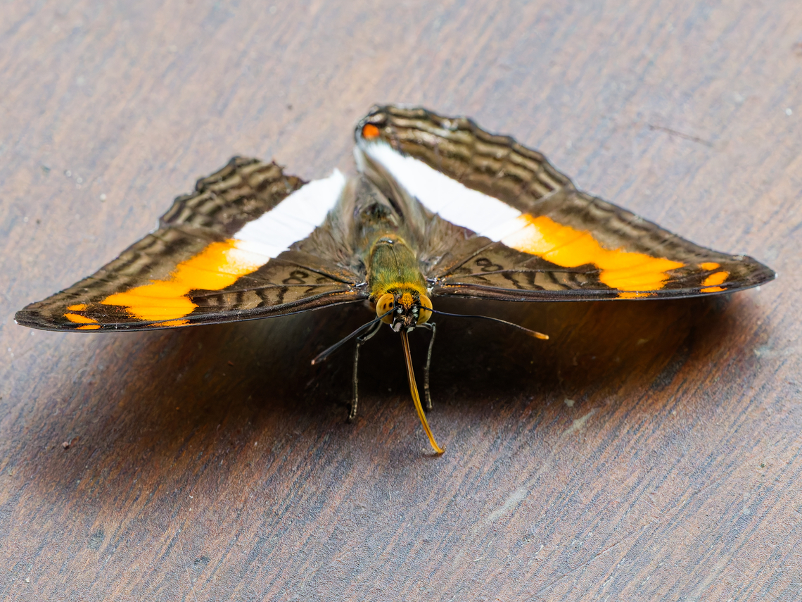 Adelpha malea in Ecuador  Adelpha malea,Ecuador,Geotagged,Spring