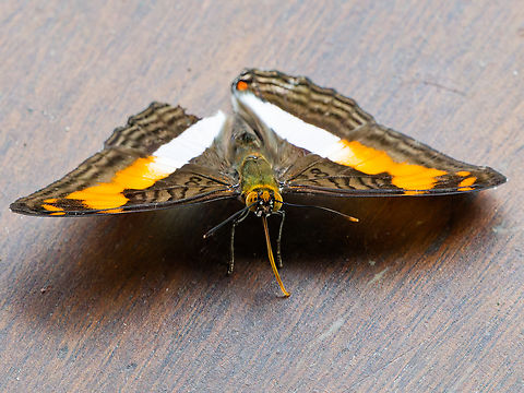 Adelpha malea in Ecuador  Adelpha malea,Ecuador,Geotagged,Spring
