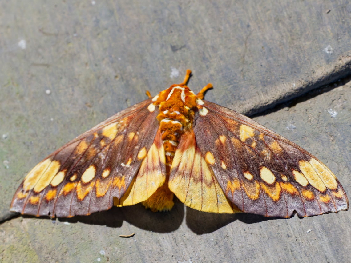 Citheronia bellavista again at Bosque Protector Los Cedros, Ecuador.<br />
To me, the Citheronia equatorialis looks a bit different. Citheronia bellavista,Ecuador,Fall,Geotagged,Los Cedros Reserve