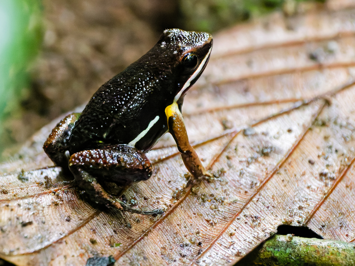 Allobates femoralis in Ecuador  Allobates femoralis,Brilliant-thighed poison frog,Ecuador,Geotagged,Spring