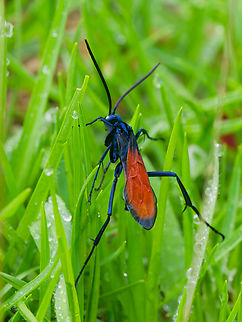 Pepsis thisbe in Ecuador  Ecuador,Geotagged,Pepsis thisbe,Spring