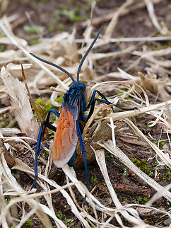 Pepsis thisbe in Peru  Geotagged,Pepsis thisbe,Peru,Spring