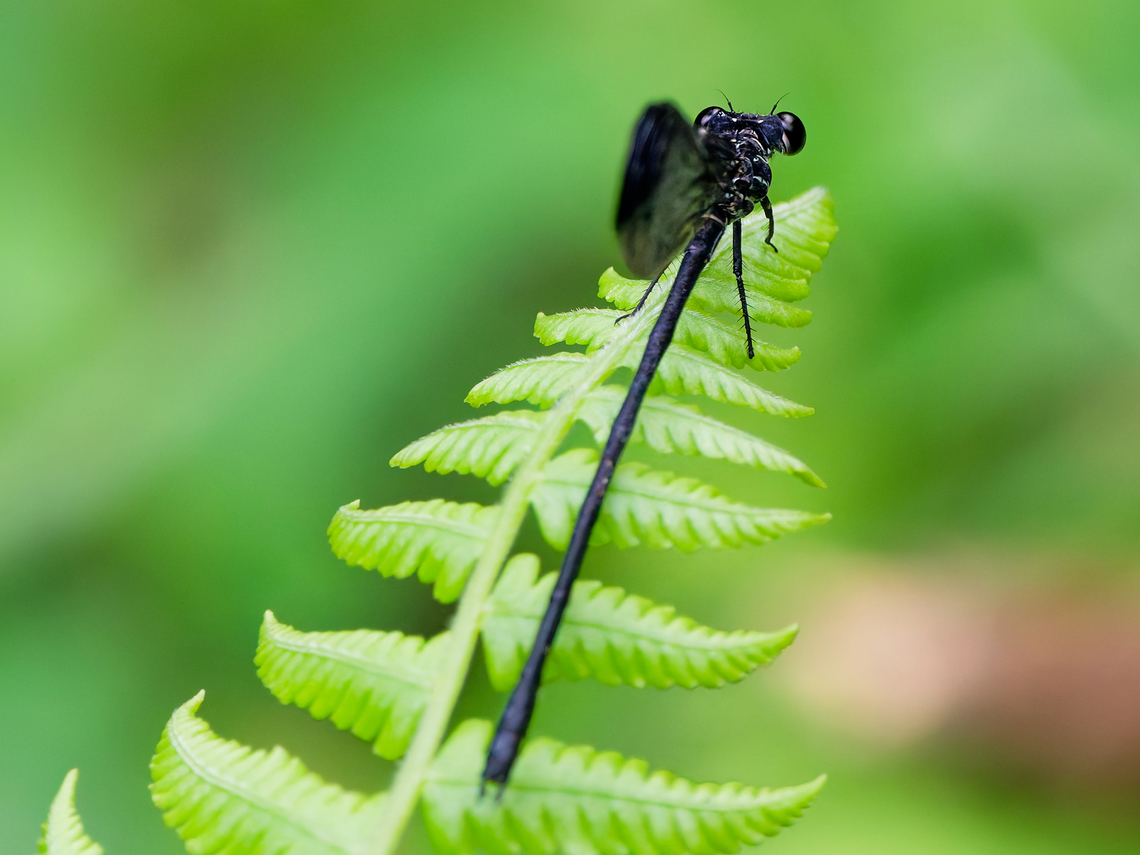 Polythore terminata in Ecuador cp <a href="https://v3.boldsystems.org/index.php/Taxbrowser_Taxonpage?taxid=539180" rel="nofollow">https://v3.boldsystems.org/index.php/Taxbrowser_Taxonpage?taxid=539180</a><br />
cp <a href="https://cy.wikipedia.org/wiki/Polythore_terminata" rel="nofollow">https://cy.wikipedia.org/wiki/Polythore_terminata</a> Ecuador,Geotagged,Polythore terminata,Spring