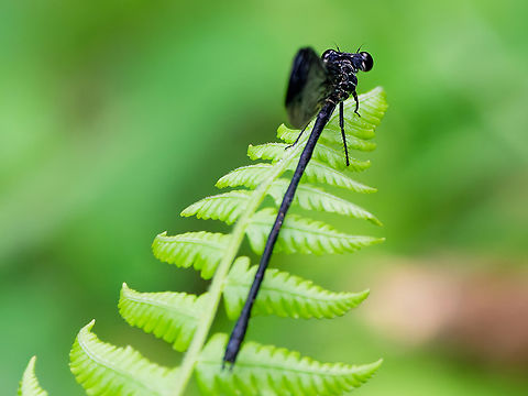 Polythore terminata in Ecuador cp https://v3.boldsystems.org/index.php/Taxbrowser_Taxonpage?taxid=539180
cp https://cy.wikipedia.org/wiki/Polythore_terminata Ecuador,Geotagged,Polythore terminata,Spring