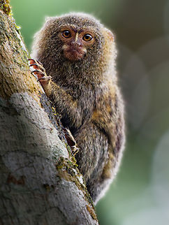 Western Pygmy Marmoset in Ecuador at Limoncocha, Sucumbíos Cebuella pygmaea,Ecuador,Geotagged,Spring,Western Pygmy Marmoset,western pygmy marmocet