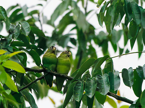 Scarlet-shouldered Parotlet at Ecuador seen at Napo Cultural Center, Orellana Ecuador,Geotagged,Scarlet-shouldered parrotlet,Spring,Touit huetii