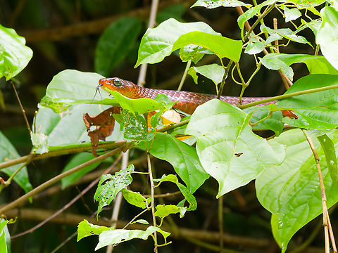 Chironius scurrulus seen from canoe around Napo Cultural Center Chironius scurrulus,Ecuador,Geotagged,Smooth machete savane,Spring