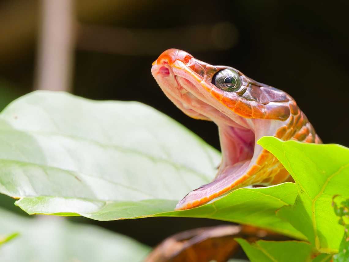 Chironius scurrulus detail Chironius scurrulus,Ecuador,Geotagged,Smooth machete savane,Spring
