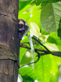 Night Monkey Aotus vociferans in Ecuador along Sendero Pantano Sani Lodge Aotus vociferans,Ecuador,Geotagged,Spixs night monkey,Spring