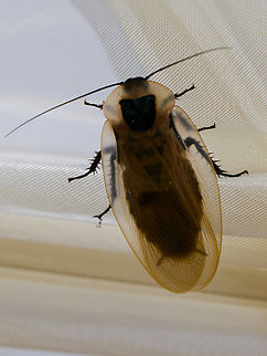Blaberus giganteus in Ecuador  Blaberus giganteus,Ecuador,Geotagged,Giant Cave Cockroach,Spring