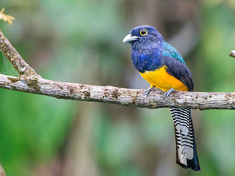 Trogon ramonianus in Ecuador Amazonian (violaceous) Trogon at Napo Cultural Center Amazonian trogon,Ecuador,Geotagged,Spring,Trogon ramonianus