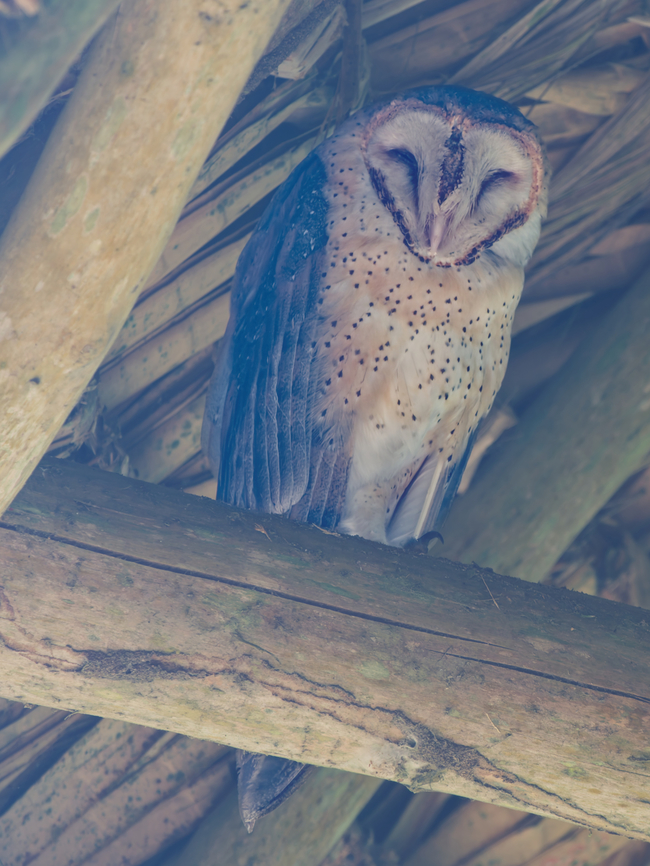 American Barn Owl in Ecuador at Napo Cultural Center American barn owl,Ecuador,Geotagged,Spring,Tyto furcata