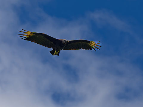 American Black Vulture in Ecuador  Black vulture,Coragyps atratus,Ecuador,Geotagged,Spring