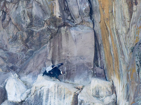 Andean Condor landing  Andean Condor,Ecuador,Geotagged,Spring,Vultur gryphus