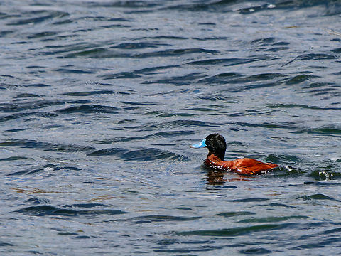 Andean Teal at Laguna de la Mica Anas andium,Andean teal,Ecuador,Geotagged,Spring
