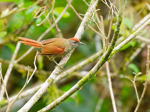 Ash-browed Spinetail in Ecuador  Ash-browed spinetail,Cranioleuca curtata,Ecuador,Geotagged,Spring