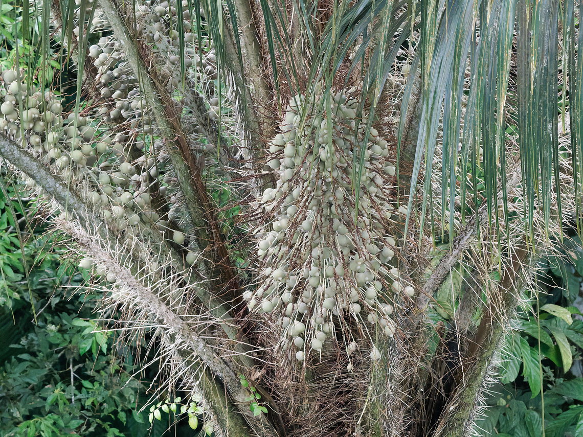 Astrocaryum chambira Palma de Chambira Astrocaryum chambira,Ecuador,Geotagged,Spring