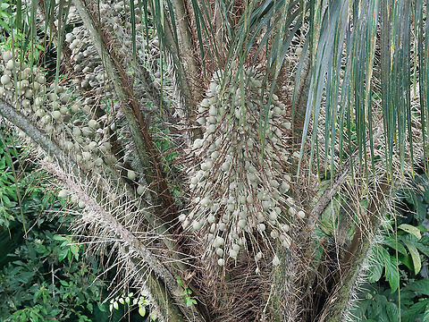 Astrocaryum chambira Palma de Chambira Astrocaryum chambira,Ecuador,Geotagged,Spring