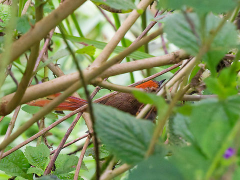 Azara's spinetail in Ecuador  Azaras Spinetail,Ecuador,Fall,Geotagged,Synallaxis azarae