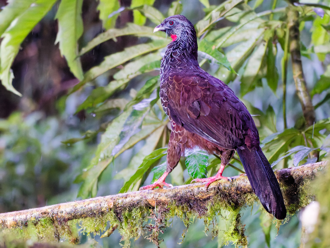 Andean Guan in Ecuador  Ecuador,Geotagged,Penelope montagnii,Spring,anden guan