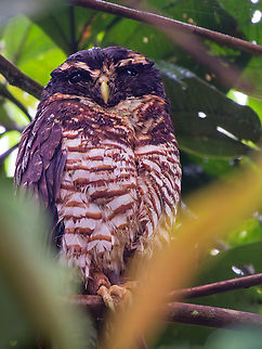 Band-bellied Owl in Ecuador at Amarun Pakcha Band-bellied Owl,Ecuador,Geotagged,Pulsatrix melanota,Spring