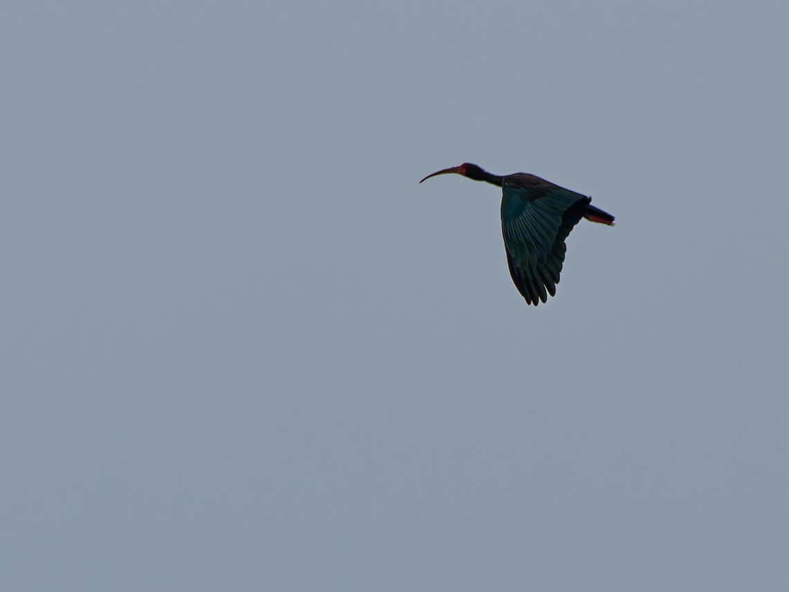 Bare-faced Ibis  Bare-faced Ibis,Ecuador,Geotagged,Phimosus infuscatus,Spring