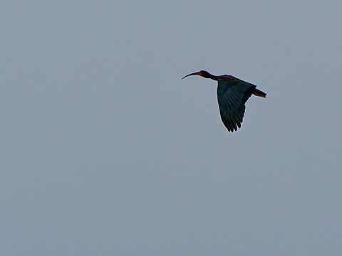 Bare-faced Ibis  Bare-faced Ibis,Ecuador,Geotagged,Phimosus infuscatus,Spring