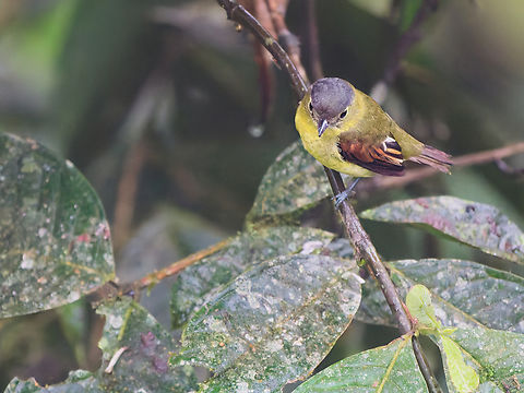 Barred Becard in Ecuador  Barred becard,Ecuador,Fall,Geotagged,Pachyramphus versicolor