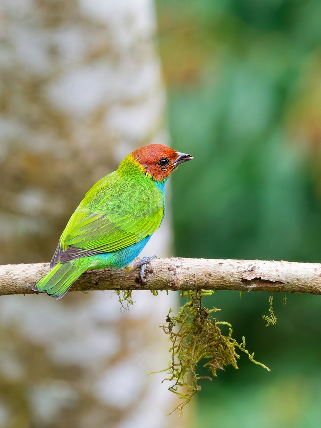Bay-headed Tanager in Ecuador  Bay-headed Tanager,Ecuador,Fall,Geotagged,Tangara gyrola