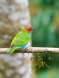 Bay-headed Tanager in Ecuador  Bay-headed Tanager,Ecuador,Fall,Geotagged,Tangara gyrola