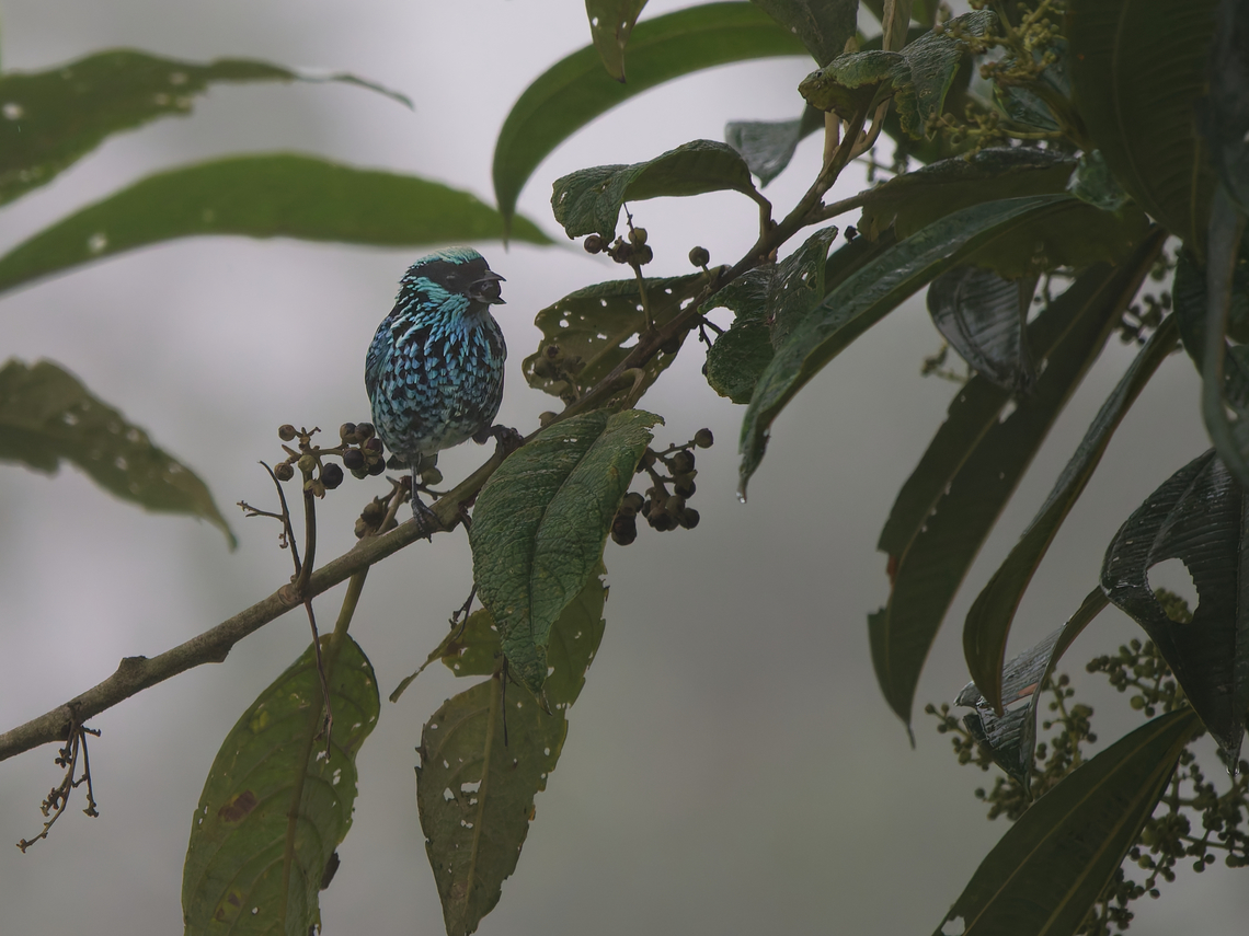 Beryl-spangled Tanager in Ecuador at Guaycapi Lodge 0.024873, -78.695379 Ecuador,Fall,Geotagged,Tangara nigroviridis,bery-spangled tanager