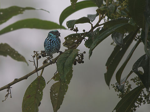 Beryl-spangled Tanager in Ecuador at Guaycapi Lodge 0.024873, -78.695379 Ecuador,Fall,Geotagged,Tangara nigroviridis,bery-spangled tanager
