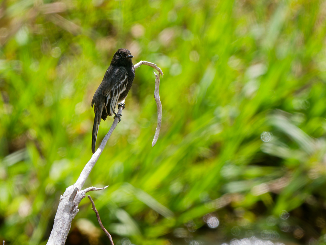 Black Phoebe in Ecuador  Black phoebe,Ecuador,Geotagged,Sayornis nigricans,Spring