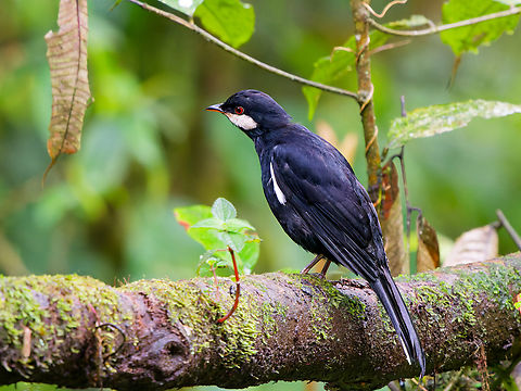 Black Solitaire in Ecuador at Mashpi Amagusa Black solitaire,Ecuador,Entomodestes coracinus,Fall,Geotagged