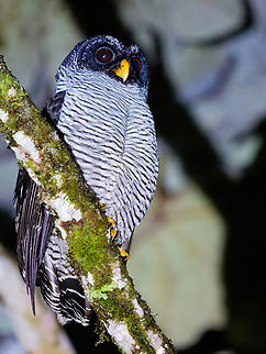 Black-and-white Owl in Ecuador at Los Cedros Black-and-white owl,Ciccaba nigrolineata,Ecuador,Fall,Geotagged