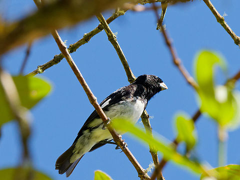 Black-and-white Seedeater
