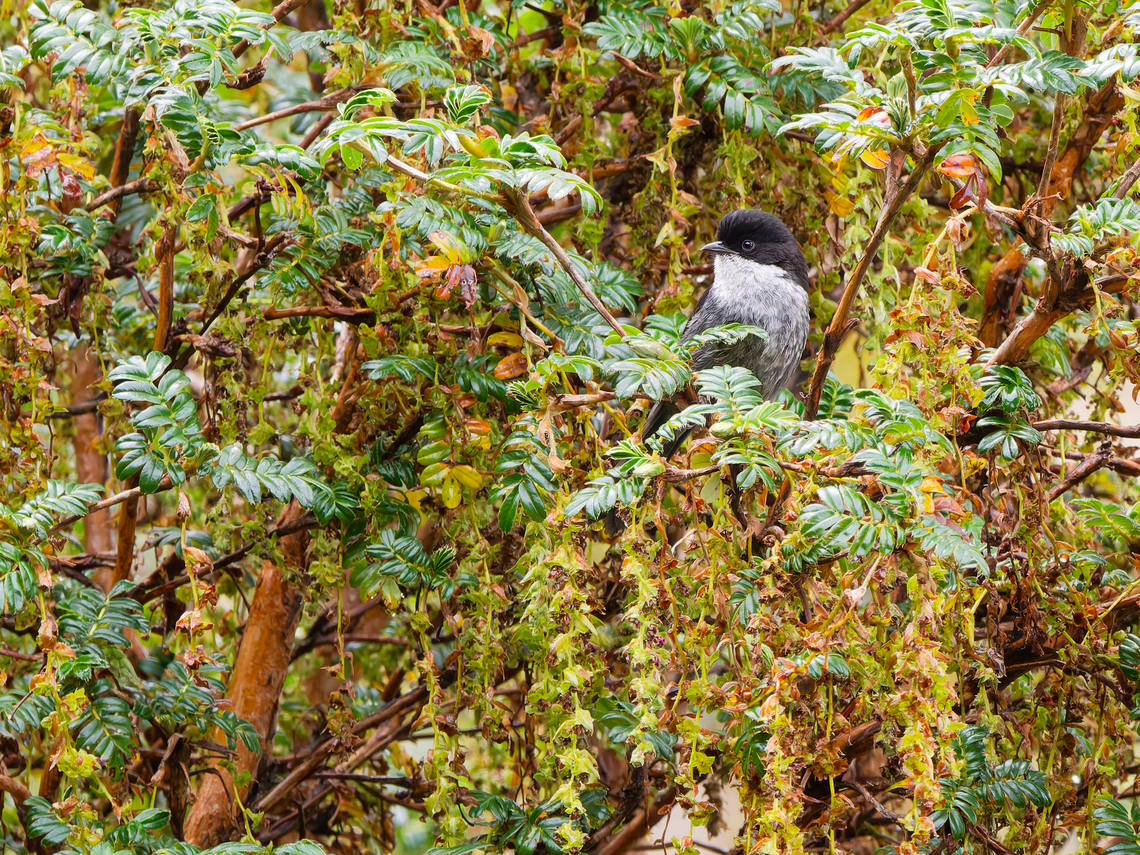 Black-backed Bush Tanager in Ecuador  Black-backed bush tanager,Ecuador,Geotagged,Spring,Urothraupis stolzmanni