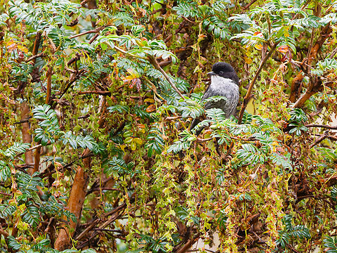 Black-backed Bush Tanager in Ecuador  Black-backed bush tanager,Ecuador,Geotagged,Spring,Urothraupis stolzmanni