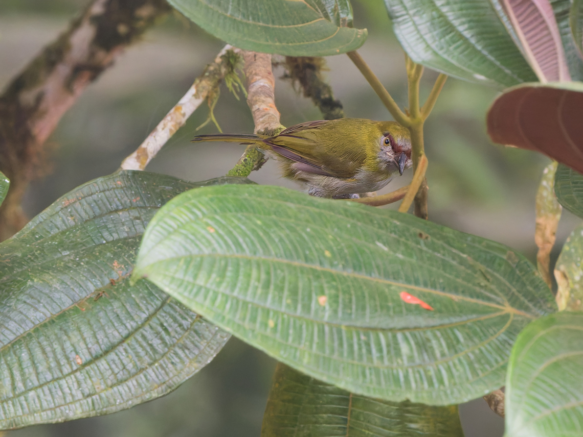 Black-billed Peppershrike in Ecuador  Black-billed peppershrike,Cyclarhis nigrirostris,Ecuador,Fall,Geotagged