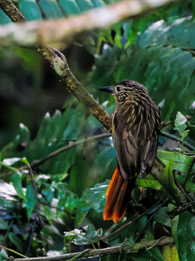 Black-billed Treehunter in Ecuador at Wild Sumaco Lodge Black-billed treehunter,Ecuador,Geotagged,Spring,Thripadectes melanorhynchus