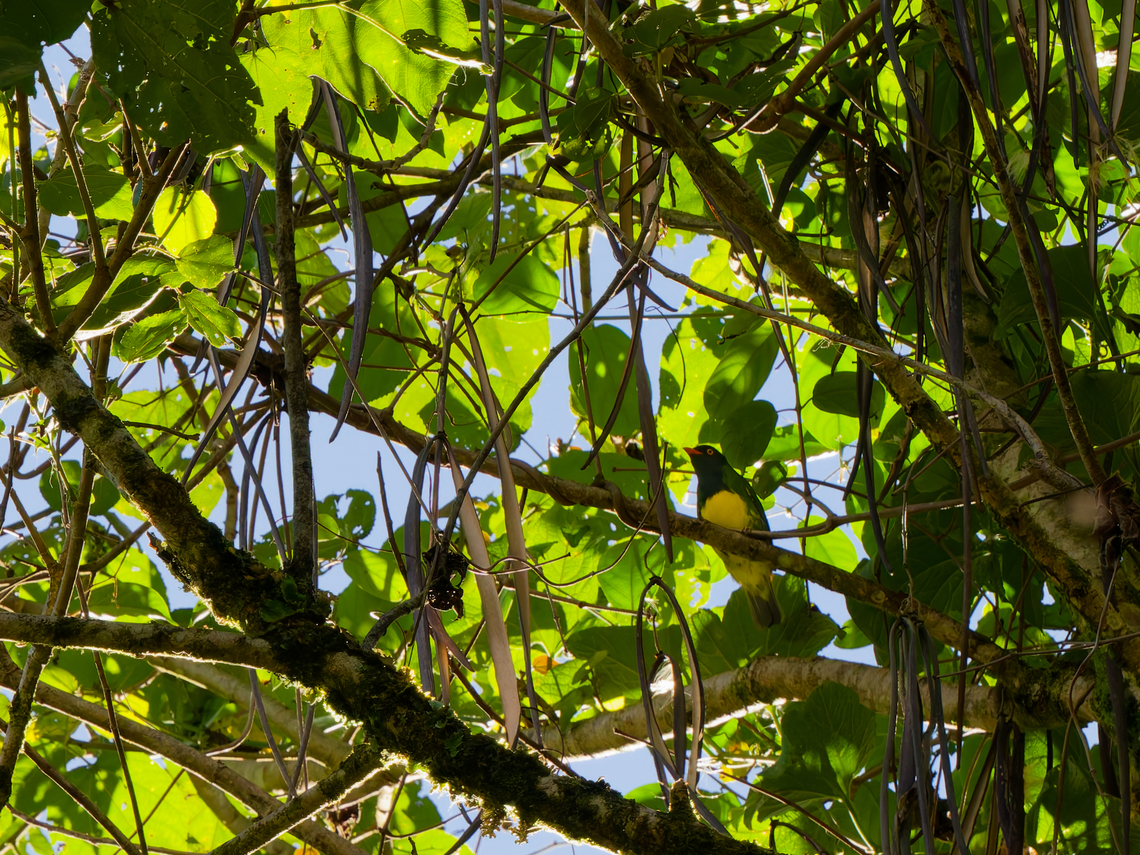 Black-chested Fruiteater in Ecuador  Black-chested fruiteater,Ecuador,Geotagged,Pipreola lubomirskii,Spring