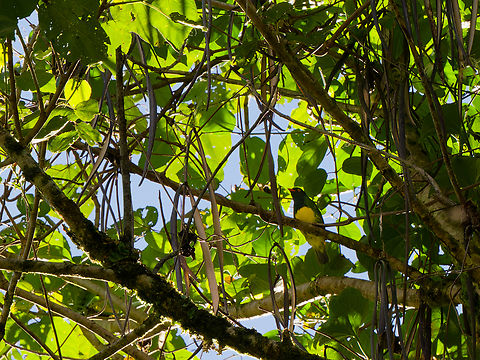 Black-chested Fruiteater in Ecuador  Black-chested fruiteater,Ecuador,Geotagged,Pipreola lubomirskii,Spring
