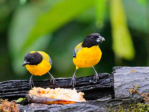 Black-chinned Mountain Tanager in Ecuador  Anisognathus notabilis,Black-chinned mountain tanager,Ecuador,Fall,Geotagged