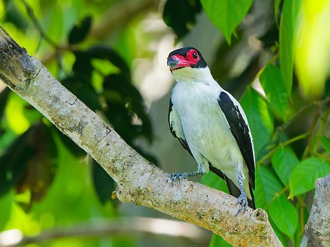 Black-tailed Tityra in Ecuador  Black-tailed tityra,Ecuador,Geotagged,Spring,Tityra cayana