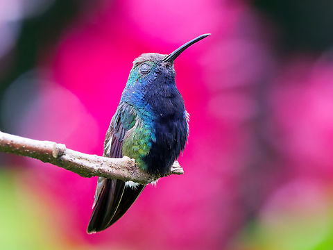 Black-throated Mango in Ecuador One has to be able to turn a blind eye sometimes. Anthracothorax nigricollis,Black-throated mango,Ecuador,Geotagged,Spring